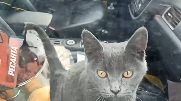 Сотрудники МЧС спасли запертого в машине в центре Москвы кота