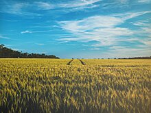 В Удмуртии отметили риски недополучения планового объёма кормов