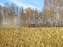 Россия собрала 121,2 миллиона тонн зерновых в 2019 году