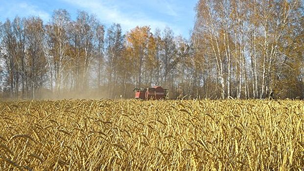 Урожайность зерновых в Ростовской области превысила прошлогодний показатель