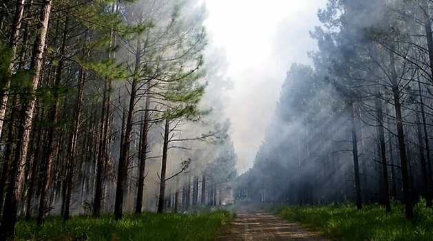 Пожары в Иркутской области вынудили власти ввести режим ЧС