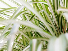 Безотказный и стильный: полное руководство по уходу за хлорофитумом