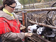 Численность оленей в арктических регионах продолжает падать