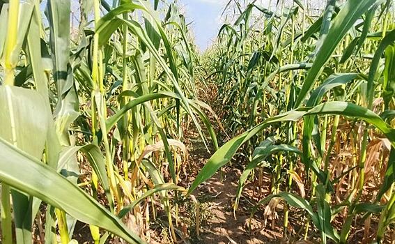 ЕС и Япония вносят изменения в МДУ содержания пестицидов в зерне и продуктах его переработки