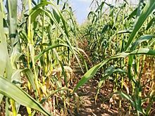 ЕС и Япония вносят изменения в МДУ содержания пестицидов в зерне и продуктах его переработки