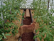 На какие хитрости идут огородники, чтобы получать большие урожаи