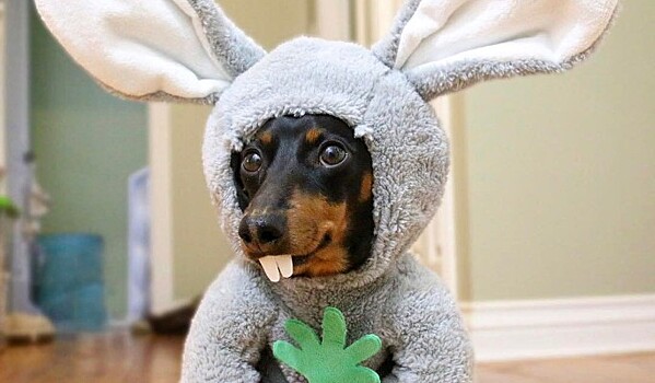 Такса получила премию за бешеную популярность