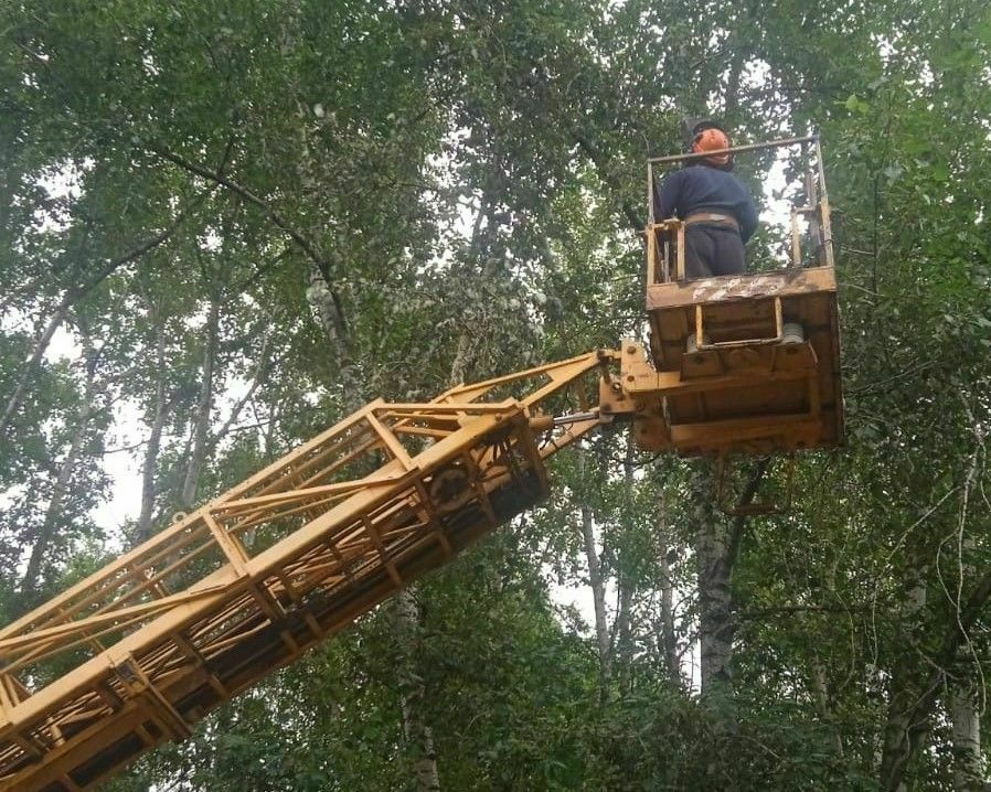 В Кирове усилили работу по уборке аварийных деревьев