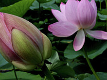 В Москве зацвел третий цветок самой большой кувшинки в мире