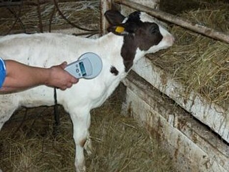 В Башкирии работа по чипированию и биркованию сельскохозяйственных животных завершат до конца года