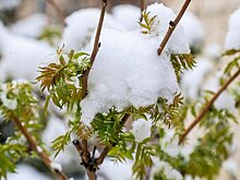 Ученый Карнаухов: завершение Эль-Ниньо поспособствует появлению снега к Новому году