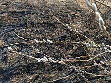 За сутки в Курском районе оштрафовали 5 человек за сжигание сухой травы