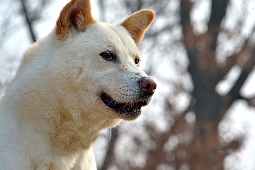 ФПК: С 1 января изменятся правила провоза домашних животных в поездах