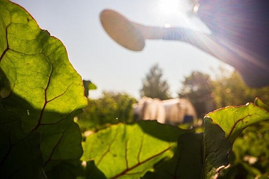 Нижегородским садоводам рассказали, как защитить посадки от жары