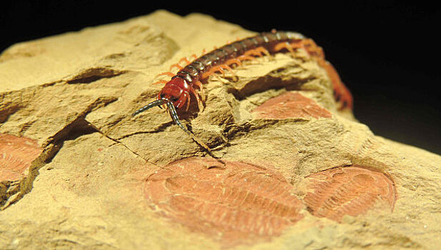 Палеонтологи обнаружили останки древних гигантских многоножек