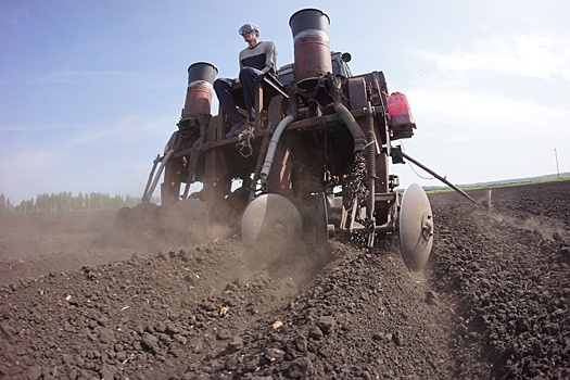 Почему на Урале сократилась площадь картофельных полей