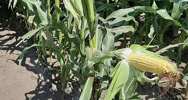 Зачем ученые укоротили кукурузу