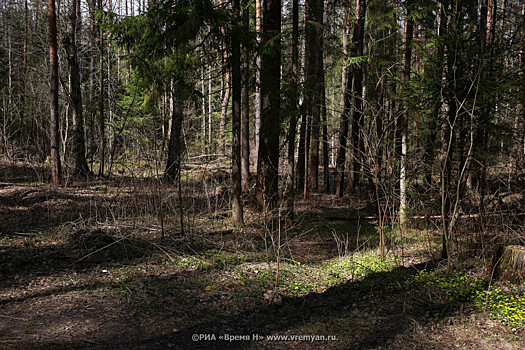 Походы в лес становятся опасными для нижегородских грибников