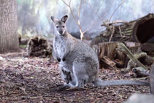 В Московском зоопарке родился кенгуренок валлаби