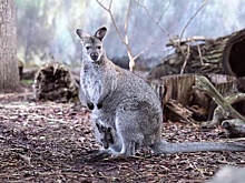 В Московском зоопарке родился кенгуренок валлаби