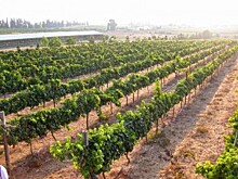 Минсельхоз намерен ограничить импорт виноматериалов