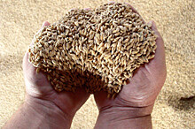 В России через три года планируется собрать 150 миллионов тонн зерновых