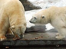 Зоопарк в европейской стране попросил отдавать своих питомцев на корм хищникам