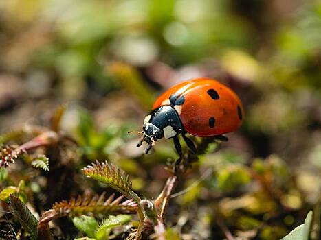 В России началось нашествие хищных божьих коровок