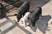 В югорском городе свиньи стали участниками дорожного движения