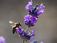 Ученые создадут духи, которые помогут не бояться врачей