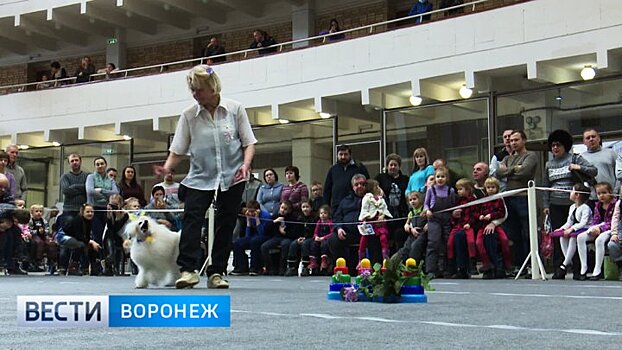 В Воронеже прошёл необычный танцевальный конкурс для собак