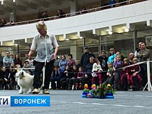 В Воронеже прошёл необычный танцевальный конкурс для собак