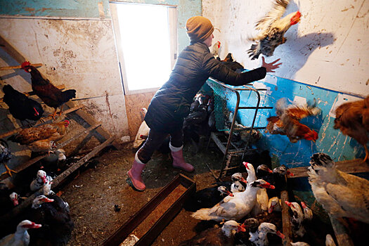 Ассоциация юристов объяснила, где нельзя держать кур и коров