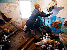 Ассоциация юристов объяснила, где нельзя держать кур и коров