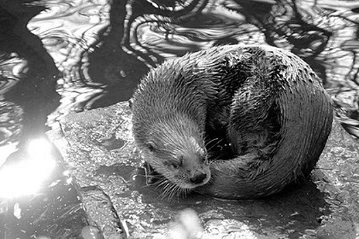 Туристы закормили выдру вредной пищей и довели ее до смерти