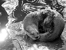 Туристы закормили выдру вредной пищей и довели ее до смерти