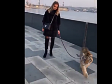 Полосатый шок: видео с прогулкой тигра вызвало шквал эмоций