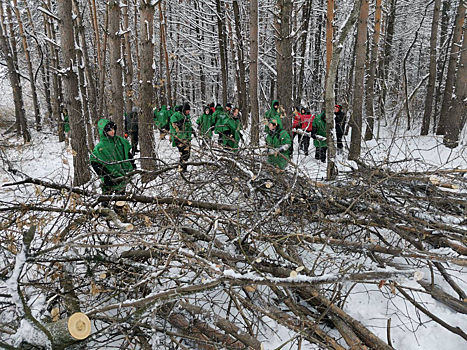 Война против американского клена в кемеровском бору вышла на новый виток