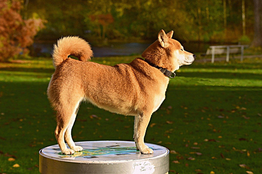 Мем-криптовалюта Shiba Inu поднялась на 8 место рейтинга капитализации