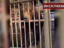 Брошенный вольер с живым медведем внутри найден в Смоленской области
