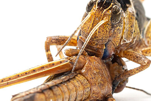 Биологи обнаружили феромон, защищающий саранчу от каннибализма