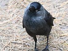 Куряне приручили раненого галчонка Карлушу