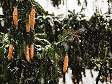 В Курской области 19 января ожидается до -16°C