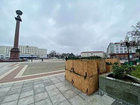 Сети, звёзды и 100 живых ёлочек: в мэрии рассказали, как украсят Калининград к Новому году