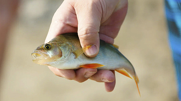 На Ямале выявили партию фальсифицированных рыбных консервов