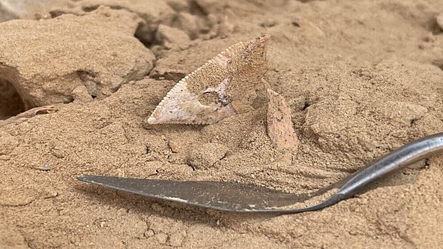 В Омане нашли доказательства регулярной охоты на акул в эпоху неолита