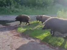 Огромные кабаны встревожили россиян
