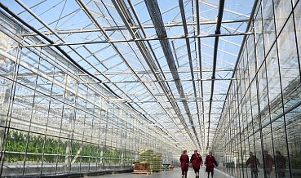 Минсельхоз: РФ в 2017 г увеличила сбор тепличных овощей на 17%