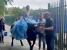 Нарядная школьница приехала на выпускной верхом на корове и попала на видео