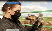 Инстаграмные костромские коровы «засветились» на Первом канале